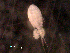  ( - BIOUG30452-C05)  @11 [ ] CreativeCommons - Attribution (2016) Manuel Elias-Gutierrez El Colegio de la Frontera Sur, Unidad Chetumal
