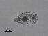  (Brachionus araceliae - BIOUG27974-D08)  @11 [ ] CreativeCommons - Attribution (2016) Manuel Elias-Gutierrez Unspecified