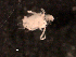  ( - BIOUG30477-E03)  @11 [ ] CreativeCommons - Attribution (2016) Manuel Elias-Gutierrez El Colegio de la Frontera Sur, Unidad Chetumal