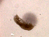  (Canthocamptus cf. vagus - BIOUG30216_G03)  @11 [ ] CreativeCommons - Attribution (2016) Manuel Elias-Gutierrez El Colegio de la Frontera Sur, Unidad Chetumal