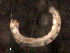  ( - BIOUG30454-G06)  @12 [ ] CreativeCommons - Attribution (2016) Manuel Elias-Gutierrez El Colegio de la Frontera Sur, Unidad Chetumal