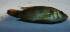  (Tilapia mariae - BNF 230)  @12 [ ] Copyright (2010) C. Nwani 2010 Unspecified