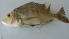  (Chromidotilapia - BNF 243)  @12 [ ] Copyright (2010) C. Nwani 2010 Unspecified