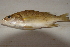  (Tylochromis - BNF 352)  @12 [ ] Copyright (2010) C. Nwani 2010 Unspecified