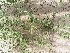  ( - BAHMP003110117)  @11 [ ] Unspecified (default): All Rights Reserved (2017) Muhammad Farooq Arabian Gulf University, Agriculture Biotechnology