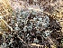  ( - BAHMP012280316)  @11 [ ] Unspecified (default): All Rights Reserved (2016) Dr. Malabika Roy Pathak Arabian Gulf University, Agriculture Biotechnology