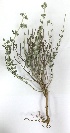  ( - BAHMP012280316)  @11 [ ] Unspecified (default): All Rights Reserved (2016) Muhammad Farooq Arabian Gulf University, Agriculture Biotechnology