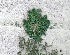  ( - BAHMP016140117)  @11 [ ] Unspecified (default): All Rights Reserved (2017) Dr. Malabika Roy Pathak Arabian Gulf University, Agriculture Biotechnology