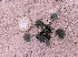  ( - BAHMP047000215R)  @11 [ ] Unspecified (default): All Rights Reserved (2015) Dr. Thuraya A. Al-Mansoori University of Bahrain