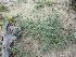  (Plantago boissieri - BAHMP058250317)  @11 [ ] Unspecified (default): All Rights Reserved (2017) Dr. AbdulAziz M.A. Mohamed Arabian Gulf University, Agriculture Biotechnology