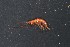  (Prostebbingia - MNA03449)  @11 [ ] Copyright (2016) Stefano Schiaparelli Italian National Antarctic Museum