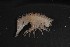  ( - MNA03557)  @11 [ ] Copyright (2016) Stefano Schiaparelli Italian National Antarctic Museum