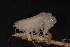  (Echiniphimedia imparidentata - MNA03559)  @11 [ ] Copyright (2016) Stefano Schiaparelli Italian National Antarctic Museum