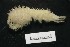  ( - MNA03610)  @11 [ ] Copyright (2016) Stefano Schiaparelli Italian National Antarctic Museum