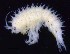  ( - MNA03736)  @11 [ ] Copyright (2016) Unspecified Italian National Antarctic Museum