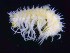  ( - MNA05821)  @11 [ ] Copyright (2016) Unspecified Italian National Antarctic Museum
