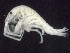  ( - MNA06122)  @11 [ ] Copyright (2016) Stefano Schiaparelli Italian National Antarctic Museum