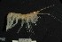  (Rhachotropis antarctica - MNA06301)  @11 [ ] Copyright (2016) Stefano Schiaparelli Italian National Antarctic Museum
