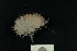  ( - MNA06498)  @11 [ ] Copyright (2016) Stefano Schiaparelli Italian National Antarctic Museum