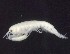  ( - MNA07380)  @11 [ ] Copyright (2016) Stefano Schiaparelli Italian National Antarctic Museum