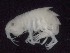  ( - MNA09302)  @11 [ ] Copyright (2016) Stefano Schiaparelli Italian National Antarctic Museum