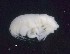  ( - MNA11049.1)  @11 [ ] Copyright (2016) Stefano Schiaparelli Italian National Antarctic Museum