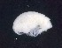  ( - MNA11050.1)  @11 [ ] Copyright (2016) Stefano Schiaparelli Italian National Antarctic Museum