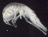  ( - MNA11053)  @11 [ ] Copyright (2016) Stefano Schiaparelli Italian National Antarctic Museum