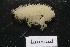  ( - MNA11054.1)  @11 [ ] Copyright (2016) Stefano Schiaparelli Italian National Antarctic Museum