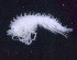  ( - MNA11055)  @11 [ ] Copyright (2016) Stefano Schiaparelli Italian National Antarctic Museum