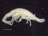 ( - MNA11060)  @11 [ ] Copyright (2016) Stefano Schiaparelli Italian National Antarctic Museum