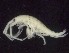  ( - MNA11061)  @11 [ ] Copyright (2016) Stefano Schiaparelli Italian National Antarctic Museum