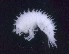  ( - MNA11732)  @11 [ ] Copyright (2016) Stefano Schiaparelli Italian National Antarctic Museum