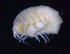  ( - MNA11793)  @11 [ ] Copyright (2016) Unspecified Italian National Antarctic Museum