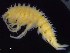  ( - MNA11797)  @11 [ ] Copyright (2016) Unspecified Italian National Antarctic Museum
