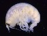  (Pseudorchomene plebs - MNA11808)  @11 [ ] Copyright (2016) Unspecified Italian National Antarctic Museum
