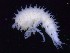  ( - MNA12043)  @11 [ ] Copyright (2016) Unspecified Italian National Antarctic Museum