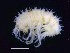  ( - MNA12044)  @11 [ ] Copyright (2016) Unspecified Italian National Antarctic Museum