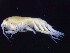  ( - MNA12056)  @11 [ ] Copyright (2016) Unspecified Italian National Antarctic Museum