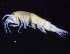  ( - MNA12057)  @11 [ ] Copyright (2016) Unspecified Italian National Antarctic Museum