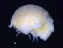  ( - MNA12061)  @11 [ ] Copyright (2016) Unspecified Italian National Antarctic Museum