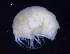  ( - MNA12062)  @11 [ ] Copyright (2016) Unspecified Italian National Antarctic Museum
