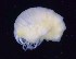  ( - MNA12066)  @11 [ ] Copyright (2016) Unspecified Italian National Antarctic Museum