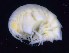  ( - MNA12121)  @11 [ ] Copyright (2016) Unspecified Italian National Antarctic Museum
