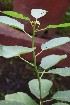  (Baliospermum - CMPR8768)  @11 [ ] Copyright (2017) Rahul PR Centre for Medicinal Plants Research- Arya Vaidya Sala, Kottakkal