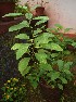  ( - CMPR8768)  @11 [ ] Copyright (2017) Rahul PR Centre for Medicinal Plants Research- Arya Vaidya Sala, Kottakkal