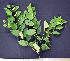  ( - CMPR8755)  @11 [ ] Copyright (2017) Rahul PR Centre for Medicinal Plants Research- Arya Vaidya Sala, Kottakkal