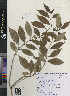  ( - CMPR8788)  @11 [ ] Copyright (2020) Centre for Medicinal Plants Research-AVS Centre for Medicinal Plants Research
