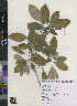  ( - CMPR8789)  @11 [ ] Copyright (2020) Centre for Medicinal Plants Research-AVS Centre for Medicinal Plants Research