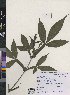  (Vitex altissima - CMPR12312)  @11 [ ] Copyright (2025) Arya Vaidya Sala Centre for Medicinal Plants Research-Arya Vaidya Sala